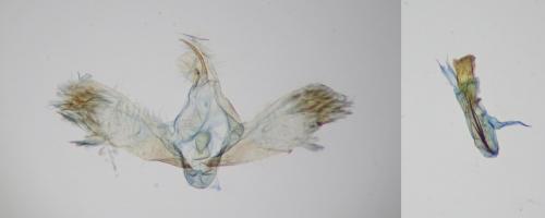 Réf. 258 905 : Scoparia pyralella